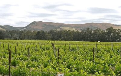 Zotovich Vineyard - Sta. Rita Hills