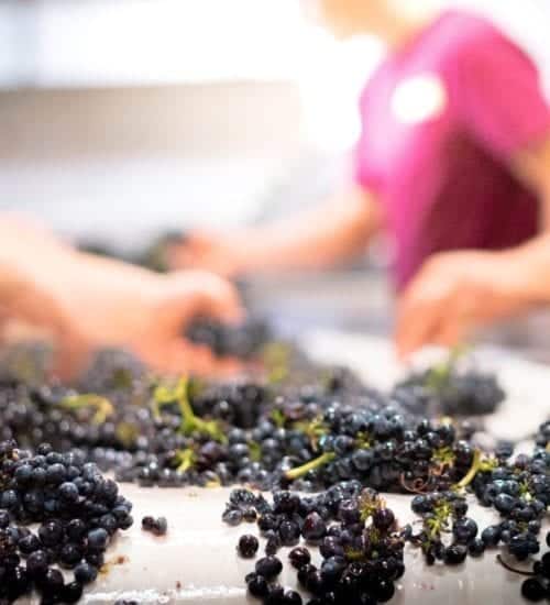 winemakers sorting grapes at SAMsARA's custom crush facility