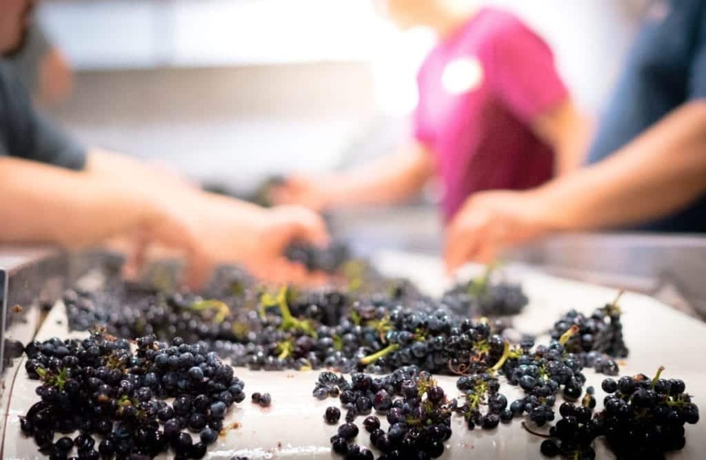 WHOLE CLUSTER VS DESTEMMED GRAPES 2 winemakers sorting grapes at SAMsARA's custom crush facility