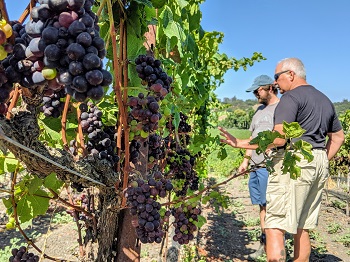 Matt Brady of SAMsARA Wine Co and Dan Kessler of Kessler Haak Vineyards checking out the vineyards