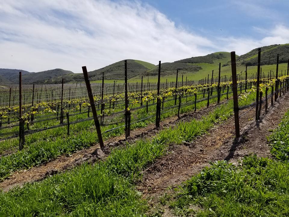New Vine Growth at Rancho La Viña Vineyard, Sta. Rita Hills