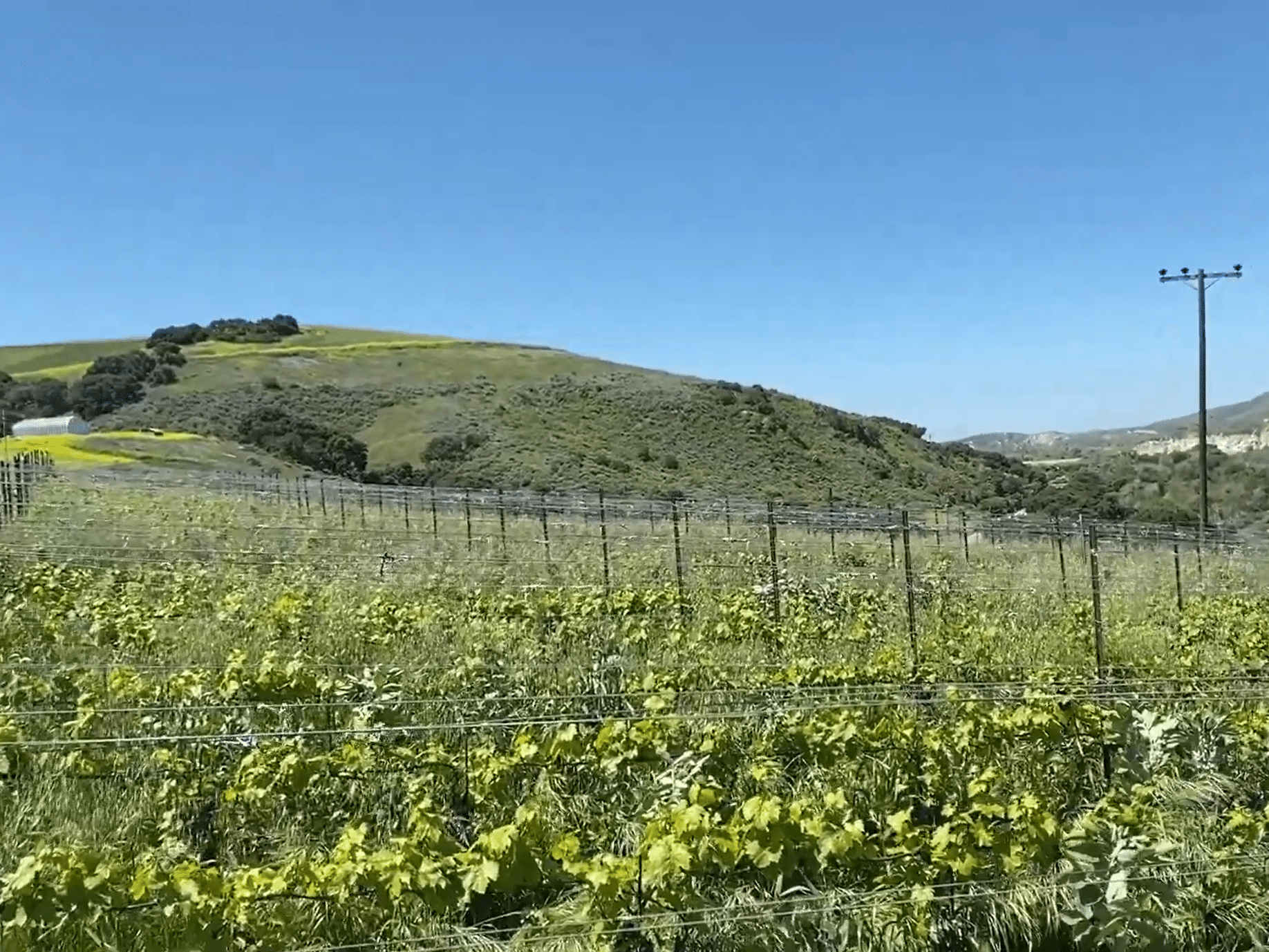 Colson Canyon Vineyard in Sta. Rita Hills