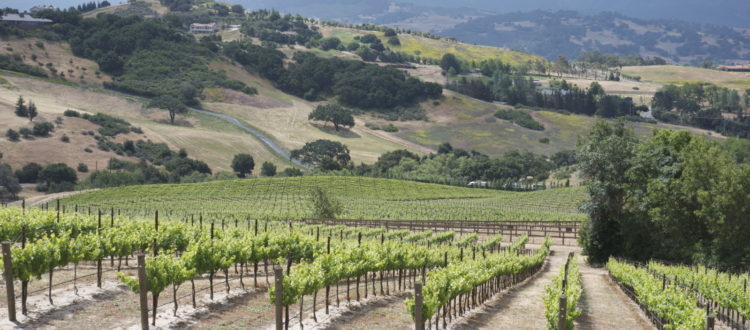 larner vineyard in sta. rita hills - terroir of santa barbara wine country