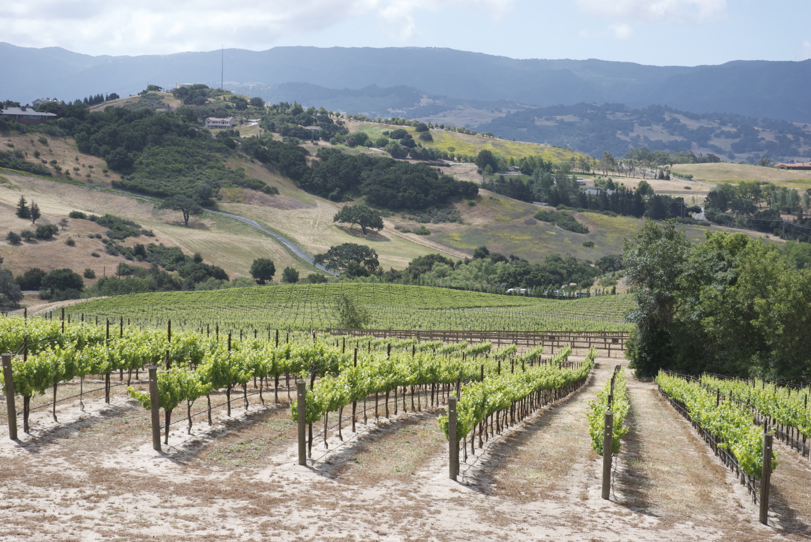 larner vineyard in sta. rita hills - terroir of santa barbara wine country