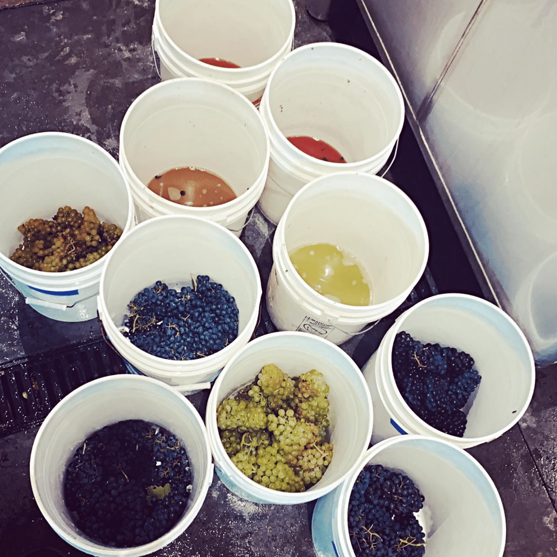 Lab testing and analysis of grapes from SAMsARA Wine Co.