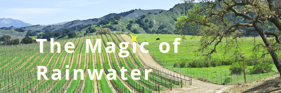 the magic of rainwater