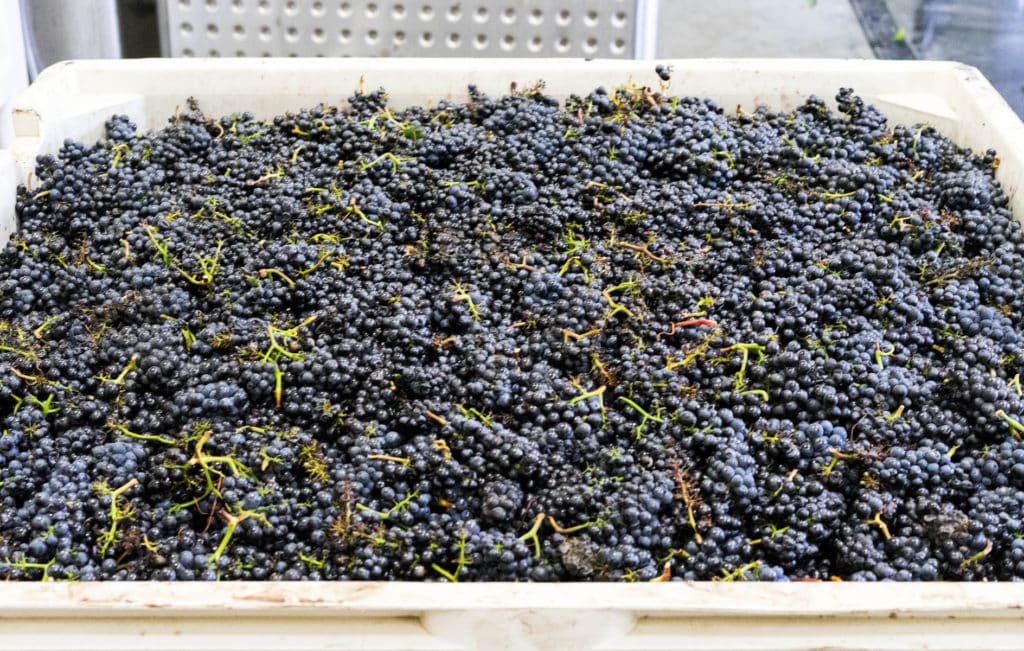 Fruit coming into the winery begins the winemaking process.