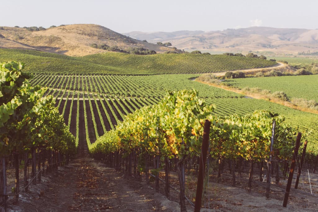 Las Hermanas Vineyard mountains no people 1200 1024x683 1