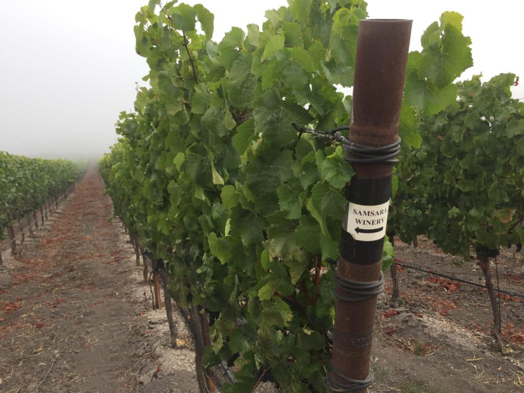 SAMsARA rows at Rancho la Vina vineyards in Sta. Rita Hills