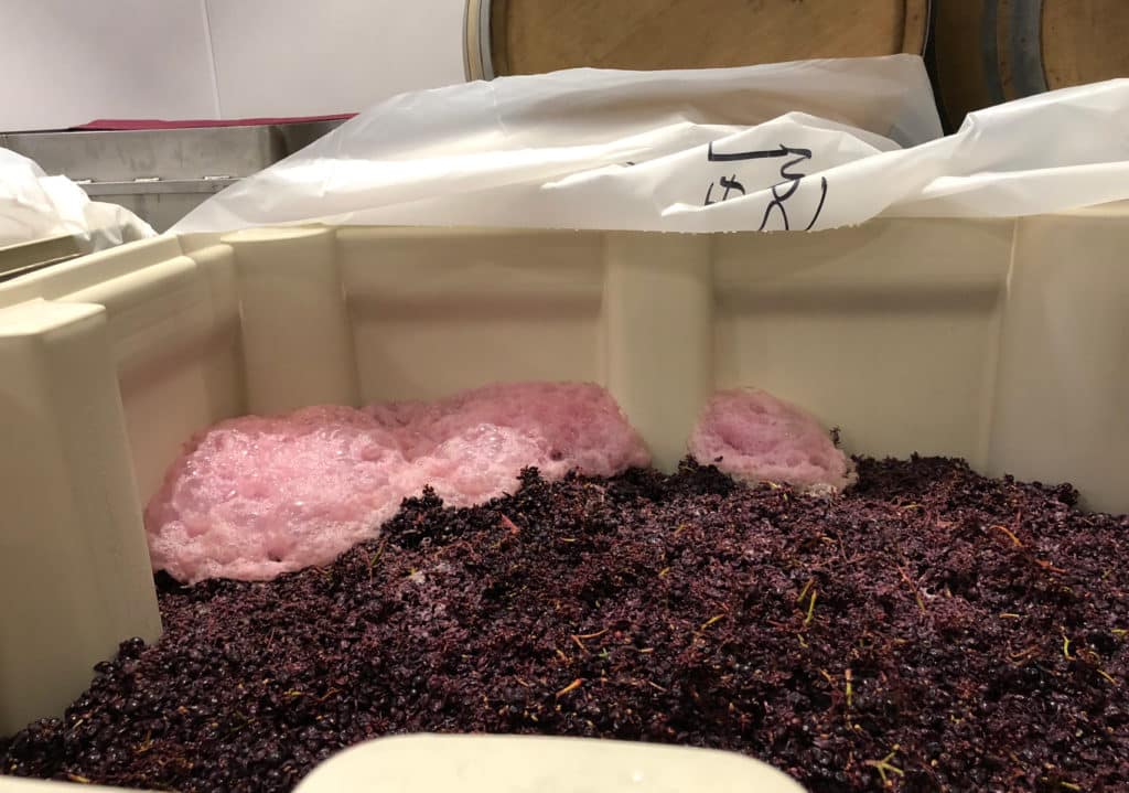 Grapes are fermenting at the SAMsARA winery!