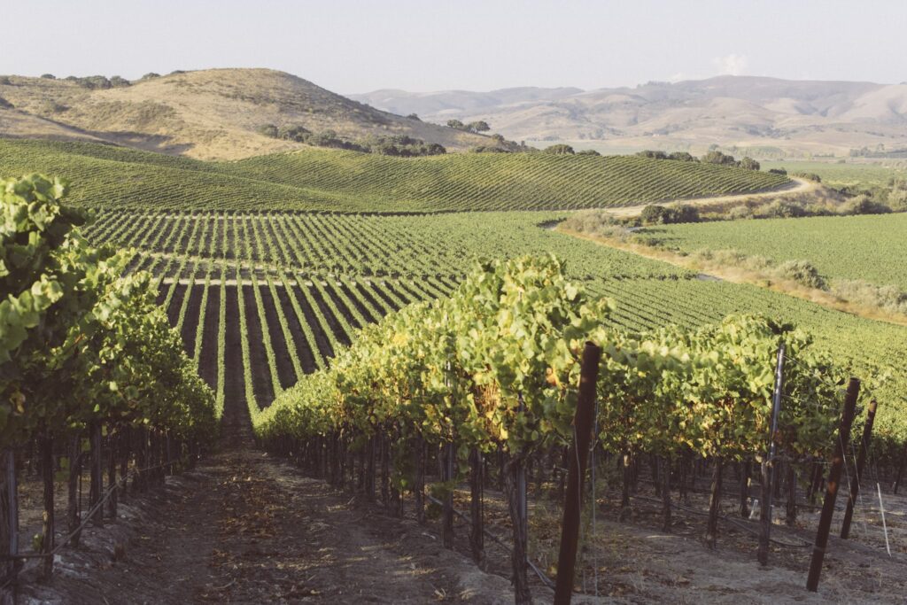 exceptional vineyard