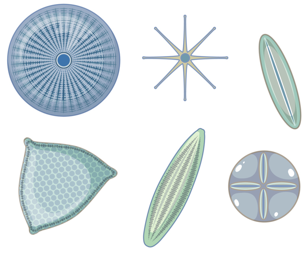 diatoms
