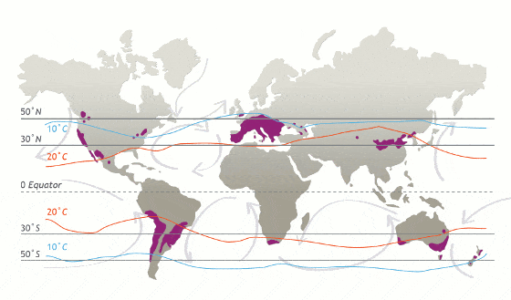 wine growing latitudes and regions