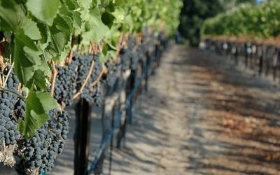 Larner Vineyard Sta. Rita Hills