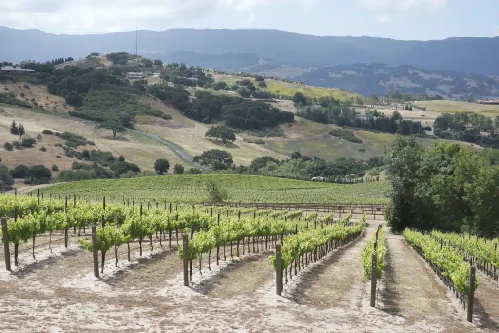 larner vineyard.jpg