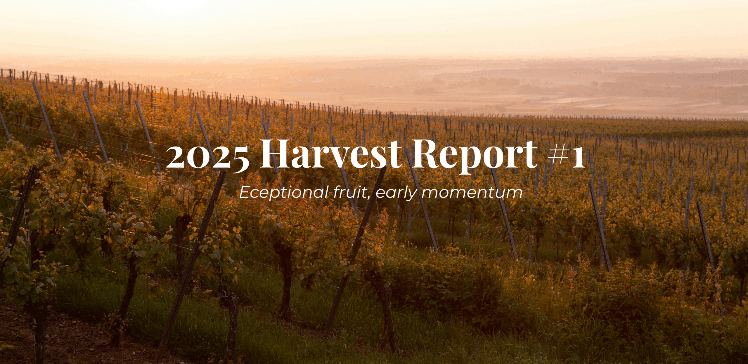 Harvest 2025 at SAMsARA: Exceptional Fruit, Early Momentum 1 2025 harvest report samsara