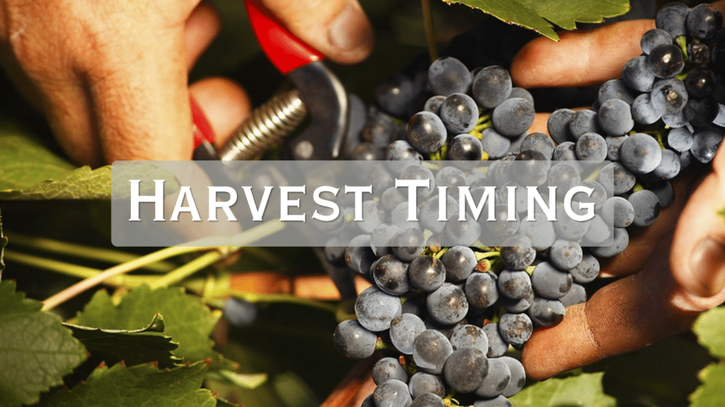 How Matt Knows When to Harvest, grapes being harvested